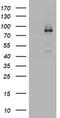 NBS antibody, TA801421AM, Origene, Western Blot image 