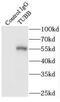 Tuj1 antibody, FNab00879, FineTest, Immunoprecipitation image 