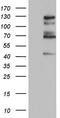 Zinc finger protein GLI1 antibody, TA803921S, Origene, Western Blot image 