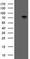 RIO Kinase 2 antibody, LS-C174202, Lifespan Biosciences, Western Blot image 