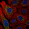Mitochondrial Calcium Uniporter antibody, AMAb91189, Atlas Antibodies, Immunocytochemistry image 