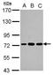 Polyadenylate-binding protein 3 antibody, GTX114611, GeneTex, Western Blot image 