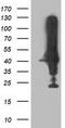 Neuraminidase 2 antibody, TA502914, Origene, Western Blot image 