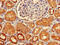 Homeobox protein Hox-A5 antibody, CSB-PA010655LA01HU, Cusabio, Immunohistochemistry frozen image 