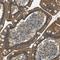 Syndecan 3 antibody, HPA017087, Atlas Antibodies, Immunohistochemistry frozen image 