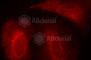 3-Phosphoinositide Dependent Protein Kinase 1 antibody, AP0426, ABclonal Technology, Immunofluorescence image 