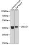 UbiA prenyltransferase domain-containing protein 1 antibody, GTX55833, GeneTex, Western Blot image 