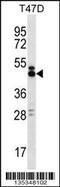 SLAMF6 antibody, 58-240, ProSci, Western Blot image 