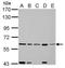Fas-activated serine/threonine kinase antibody, TA308720, Origene, Western Blot image 