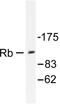 RB Transcriptional Corepressor 1 antibody, AP06304PU-N, Origene, Western Blot image 