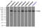Sky antibody, TA500421, Origene, Immunoprecipitation image 