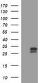 CSH1 antibody, LS-C338202, Lifespan Biosciences, Western Blot image 