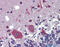 FEZ Family Zinc Finger 1 antibody, ARP50396_P050, Aviva Systems Biology, Immunohistochemistry paraffin image 