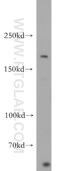 Neurexin 1 antibody, 55051-1-AP, Proteintech Group, Western Blot image 
