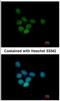 Splicing Factor 3b Subunit 3 antibody, NBP2-20258, Novus Biologicals, Immunocytochemistry image 