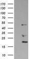 DExD-Box Helicase 39B antibody, TA501235, Origene, Western Blot image 