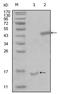 Presenilin Associated Rhomboid Like antibody, AM06254SU-N, Origene, Western Blot image 