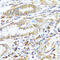 HLA class II histocompatibility antigen, DP beta 1 chain antibody, 15-381, ProSci, Immunohistochemistry frozen image 