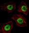 Upstream-binding protein 1 antibody, LS-C160395, Lifespan Biosciences, Immunofluorescence image 