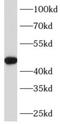 Protein C inhibitor antibody, FNab06807, FineTest, Western Blot image 
