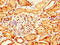 Glypican-6 antibody, LS-C369705, Lifespan Biosciences, Immunohistochemistry paraffin image 