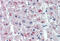 ACDase antibody, MBS246325, MyBioSource, Immunohistochemistry frozen image 