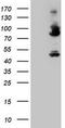 Coagulation Factor XIII A Chain antibody, TA800386S, Origene, Western Blot image 