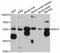 N-Acetylglutamate Synthase antibody, LS-C747277, Lifespan Biosciences, Western Blot image 