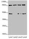 TATA-Box Binding Protein Associated Factor 5 antibody, orb40312, Biorbyt, Western Blot image 