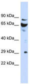 Defective In Cullin Neddylation 1 Domain Containing 3 antibody, TA337791, Origene, Western Blot image 