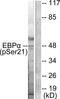 CCAAT/enhancer-binding protein alpha antibody, AP55691PU-S, Origene, Western Blot image 