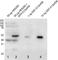 Methyltransferase Like 21C antibody, abx027695, Abbexa, Western Blot image 