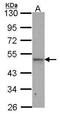 Inositol Polyphosphate Multikinase antibody, PA5-21629, Invitrogen Antibodies, Western Blot image 