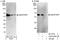 Serum Response Factor Binding Protein 1 antibody, A303-044A, Bethyl Labs, Immunoprecipitation image 