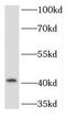 TMOD1 antibody, FNab08799, FineTest, Western Blot image 