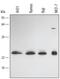 Fas Associated Via Death Domain antibody, AF2938, R&D Systems, Western Blot image 