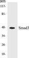SMAD Family Member 3 antibody, EKC1529, Boster Biological Technology, Western Blot image 