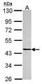 Sarcoglycan Epsilon antibody, PA5-30720, Invitrogen Antibodies, Western Blot image 