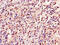 Ankyrin Repeat Domain 23 antibody, CSB-PA803108LA01HU, Cusabio, Immunohistochemistry frozen image 