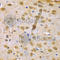 RUN And FYVE Domain Containing 1 antibody, A7836, ABclonal Technology, Immunohistochemistry paraffin image 