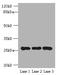 Exosome Component 5 antibody, LS-C379737, Lifespan Biosciences, Western Blot image 