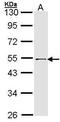 Ring Finger Protein 13 antibody, PA5-28455, Invitrogen Antibodies, Western Blot image 
