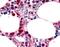 F4/80 antibody, NLS2678, Novus Biologicals, Immunohistochemistry frozen image 