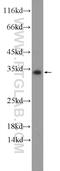 Polysaccharide Biosynthesis Domain Containing 1 antibody, 20137-1-AP, Proteintech Group, Western Blot image 
