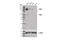 Kim1 antibody, 14971S, Cell Signaling Technology, Western Blot image 
