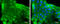 Enolase 2 antibody, GTX113428, GeneTex, Immunofluorescence image 