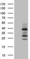 Phosphatidylserine Decarboxylase antibody, TA807332, Origene, Western Blot image 