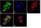 Polypyrimidine tract-binding protein 1 antibody, 32-4800, Invitrogen Antibodies, Immunofluorescence image 