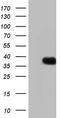 Homeobox protein Nkx-3.1 antibody, CF805433, Origene, Western Blot image 