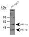 Mitogen-Activated Protein Kinase 8 antibody, NB100-1925, Novus Biologicals, Western Blot image 